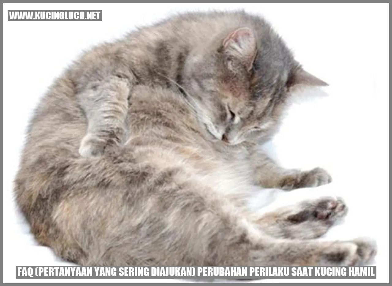 Gambar Kucing Hamil