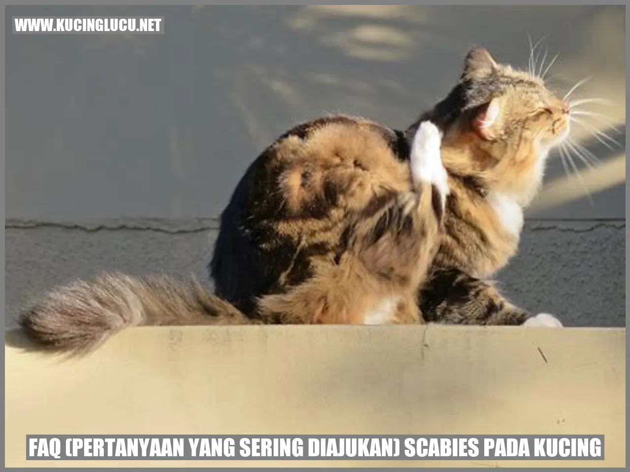 Scabies pada Kucing