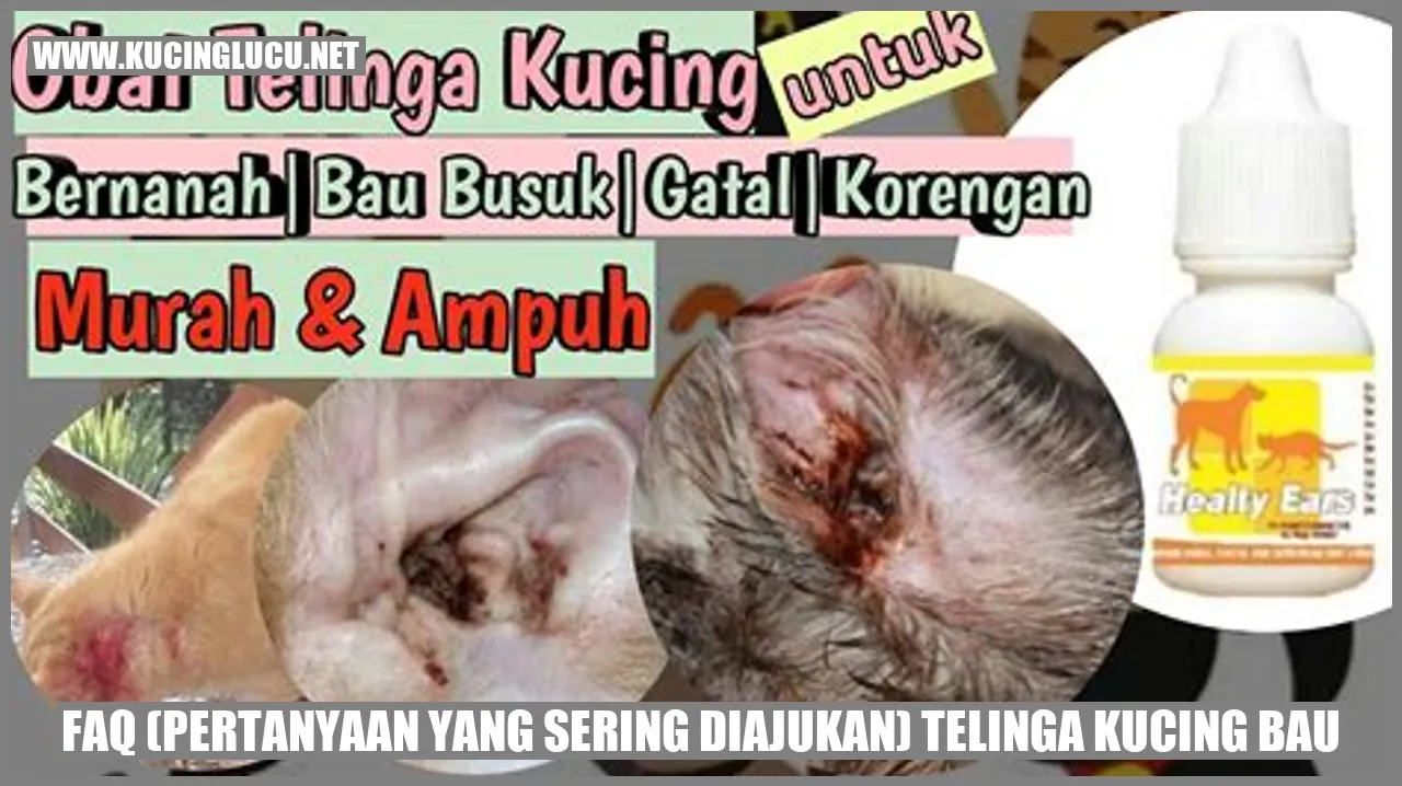 Permasalahan Telinga Kucing Bau
