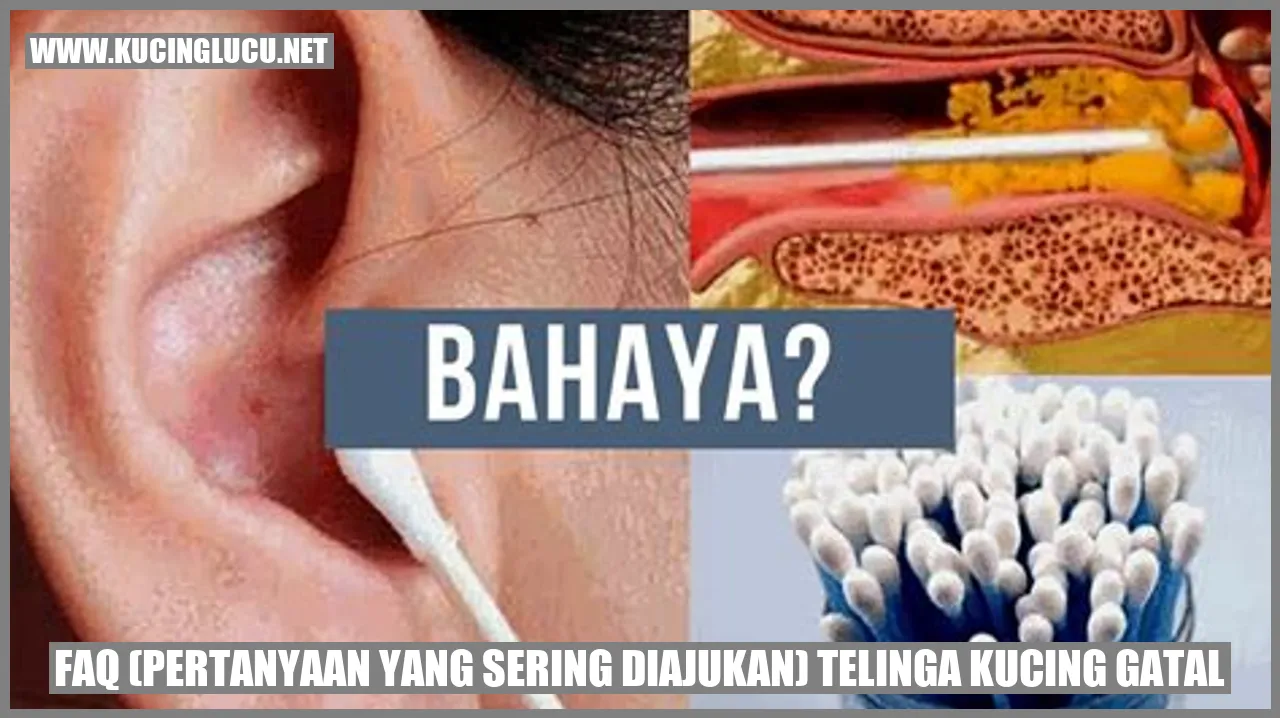 FAQ Telinga Kucing Gatal