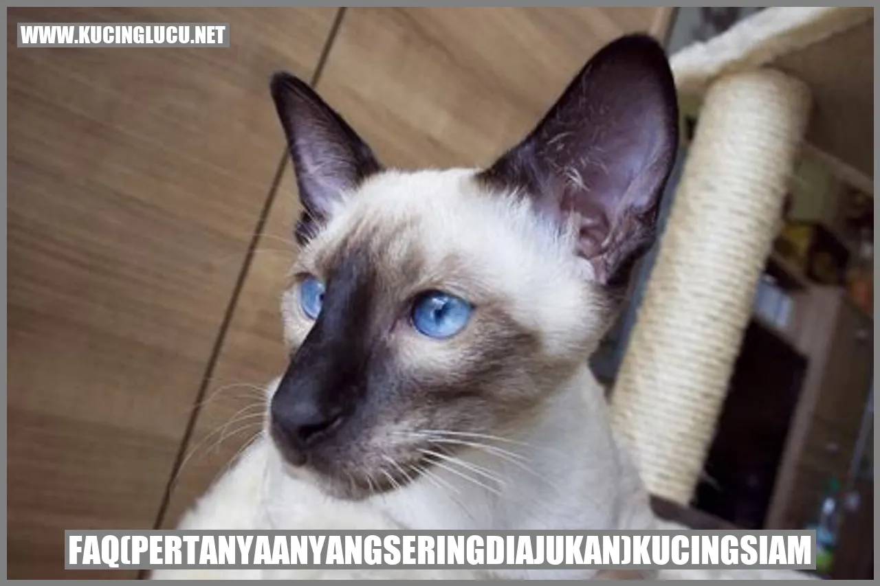 Kucing Siam