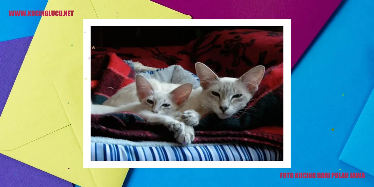 Kucing Jantan Jawa