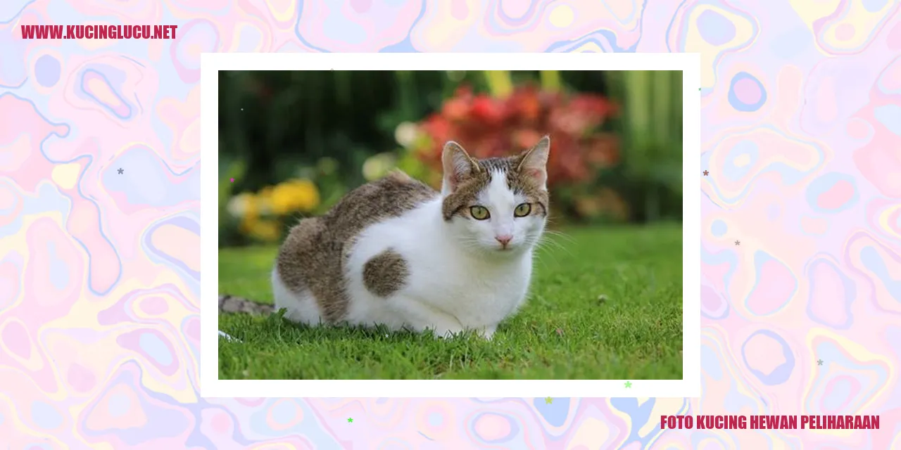 Kucing Sebagai Hewan Peliharaan