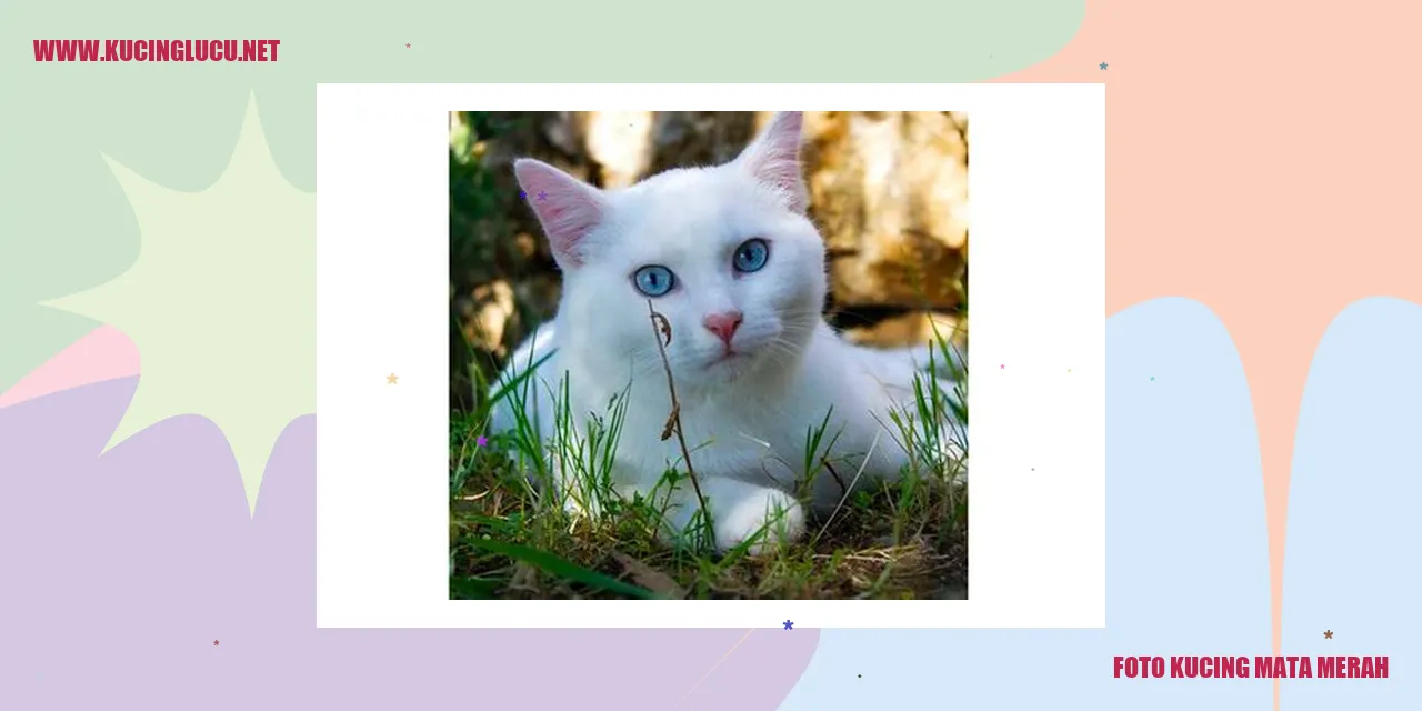 Kucing dengan mata merah
