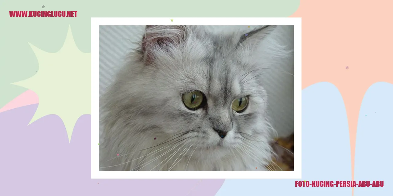 Kucing Persia Flatnose Abu-abu