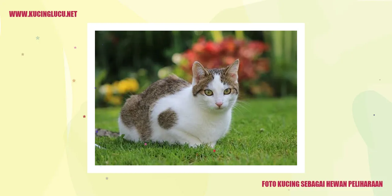 Foto kucing sebagai hewan peliharaan