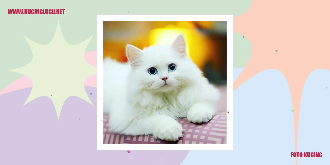 Kucing di Puskesmas Kucing Terdekat