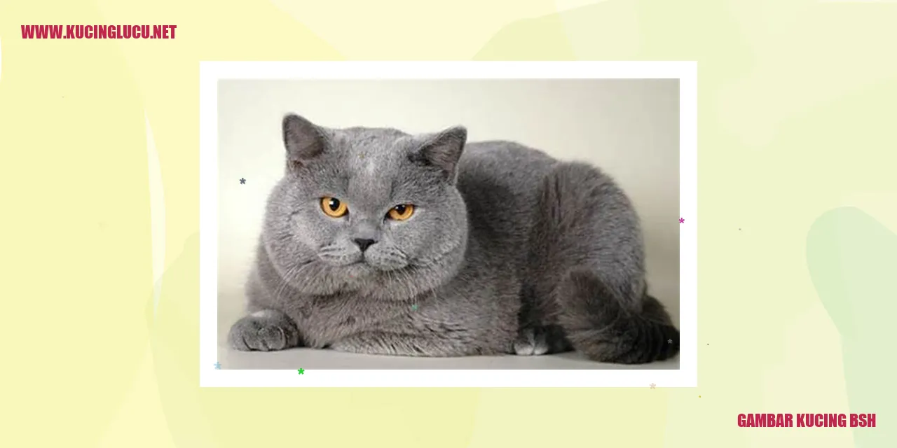 Gambar Kucing BSH
