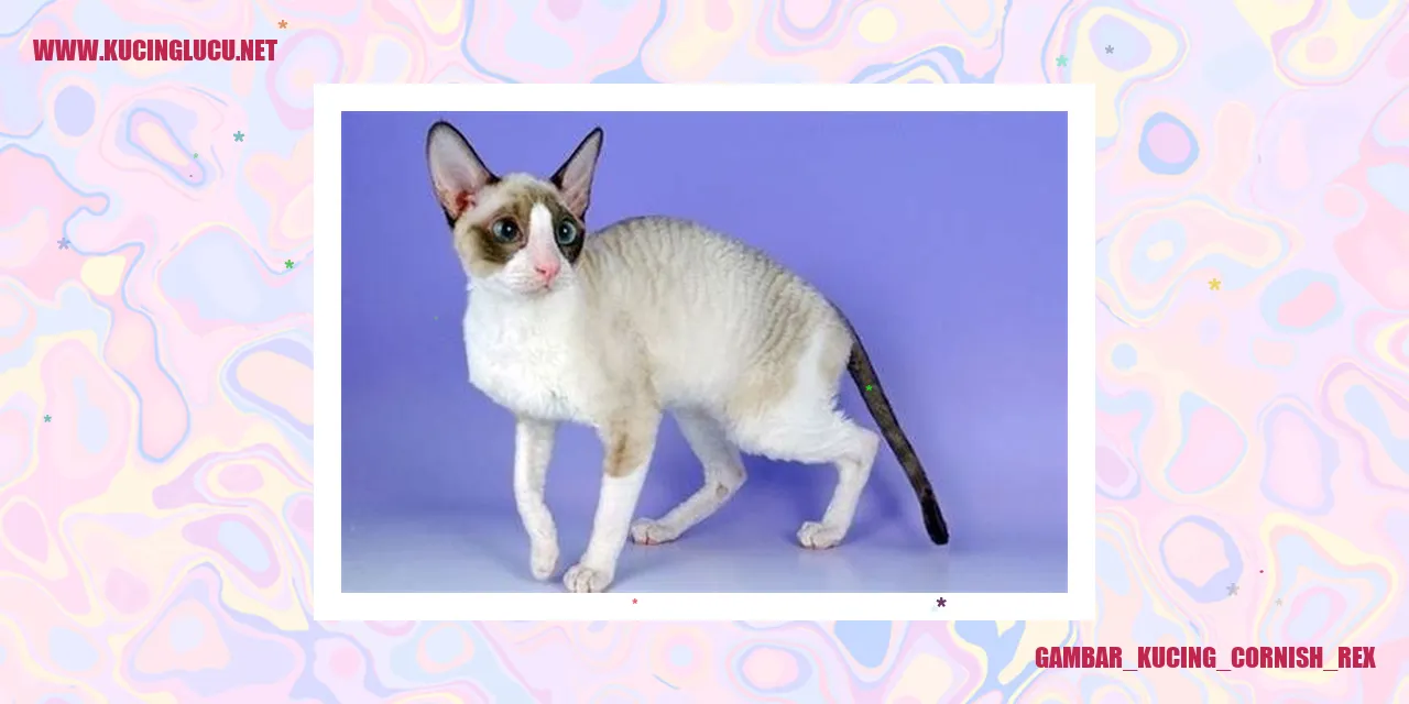 Kucing Cornish Rex