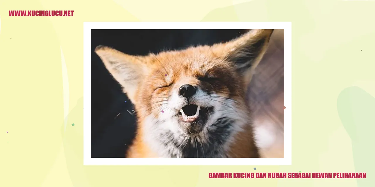Foto Kucing dan Rubah sebagai Peliharaan