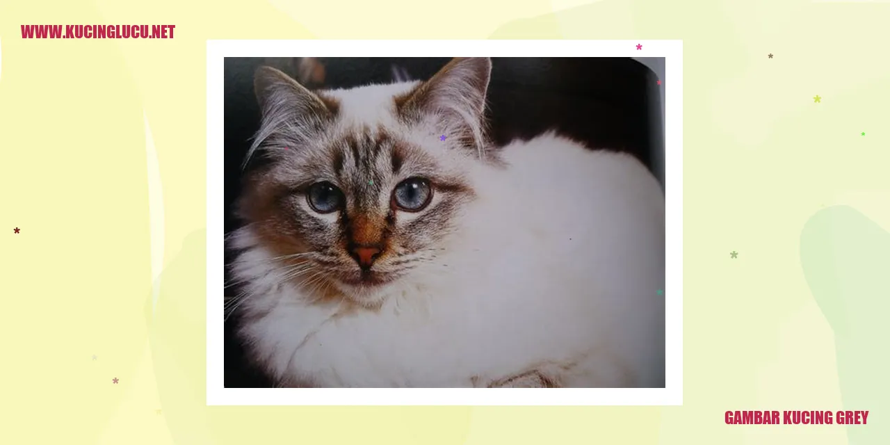 Kucing Grey