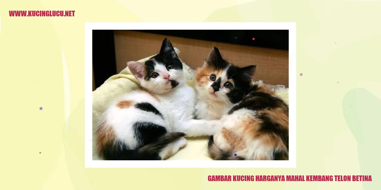 Perilaku Kucing Mahal Breed Kucing Kembang Telon Betina