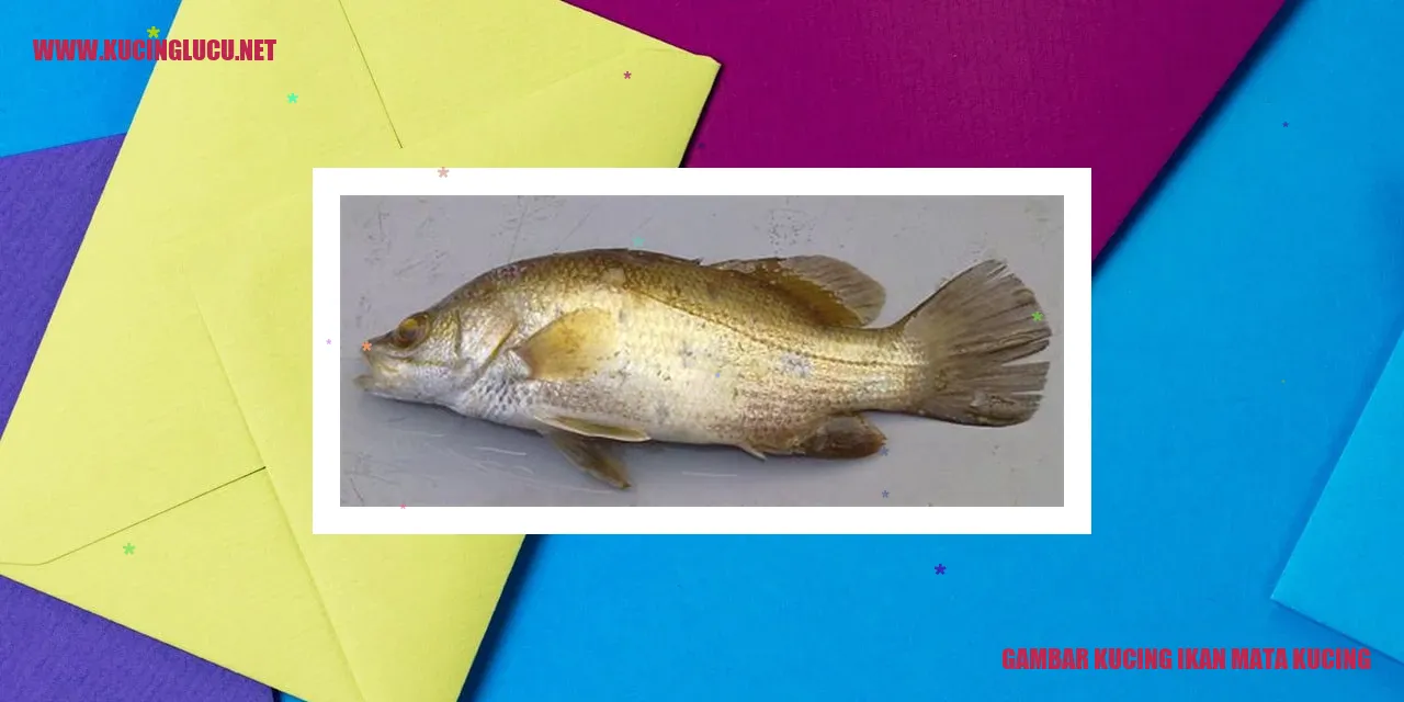 Foto Kucing Ikan Mata Kucing