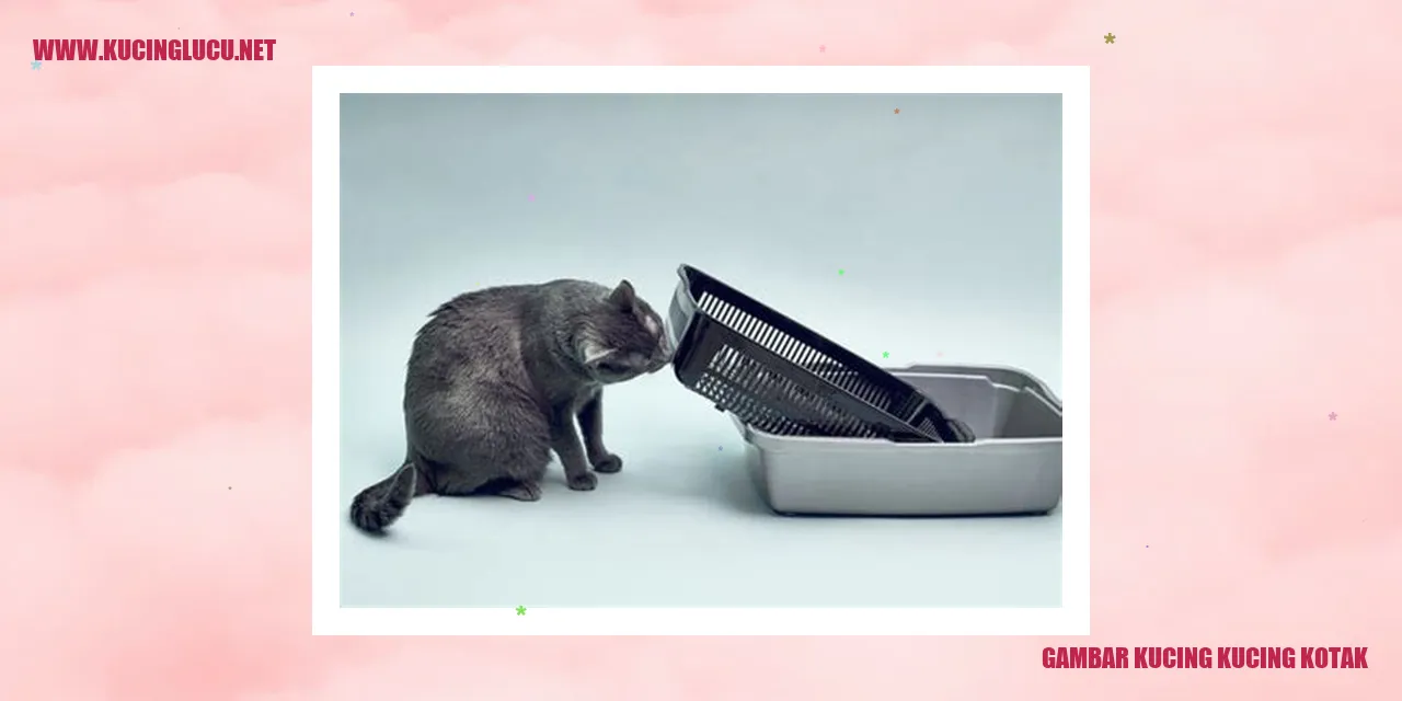 Karakteristik Fisik Kucing kucing kotak