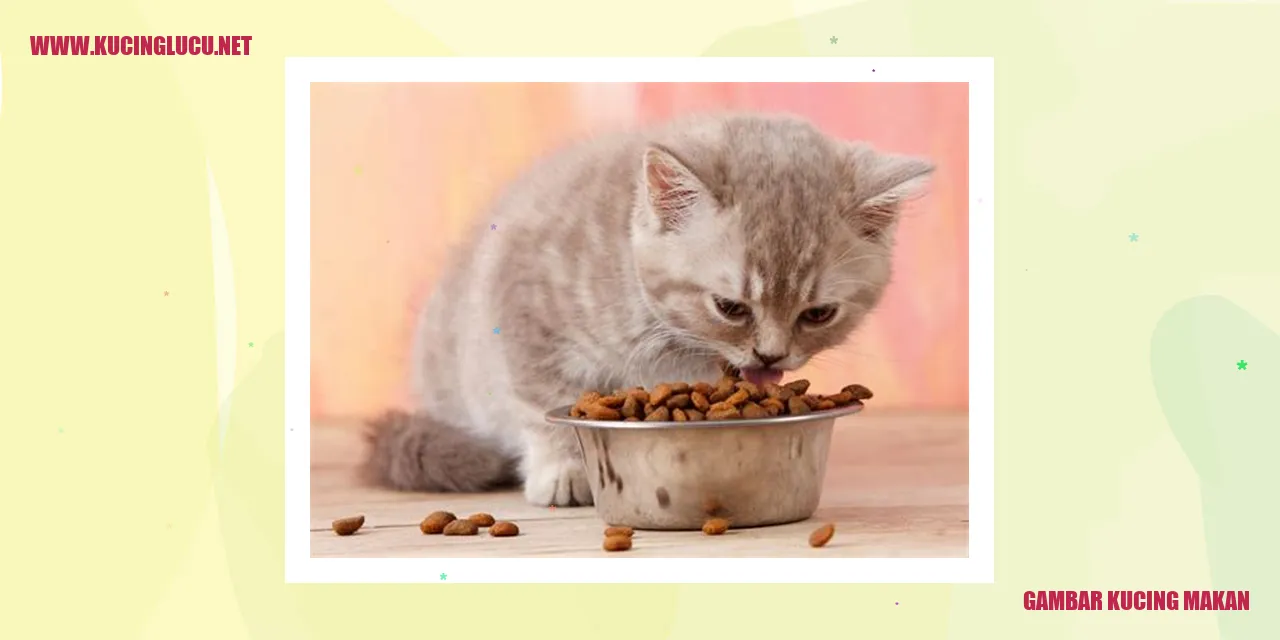 kucing makan
