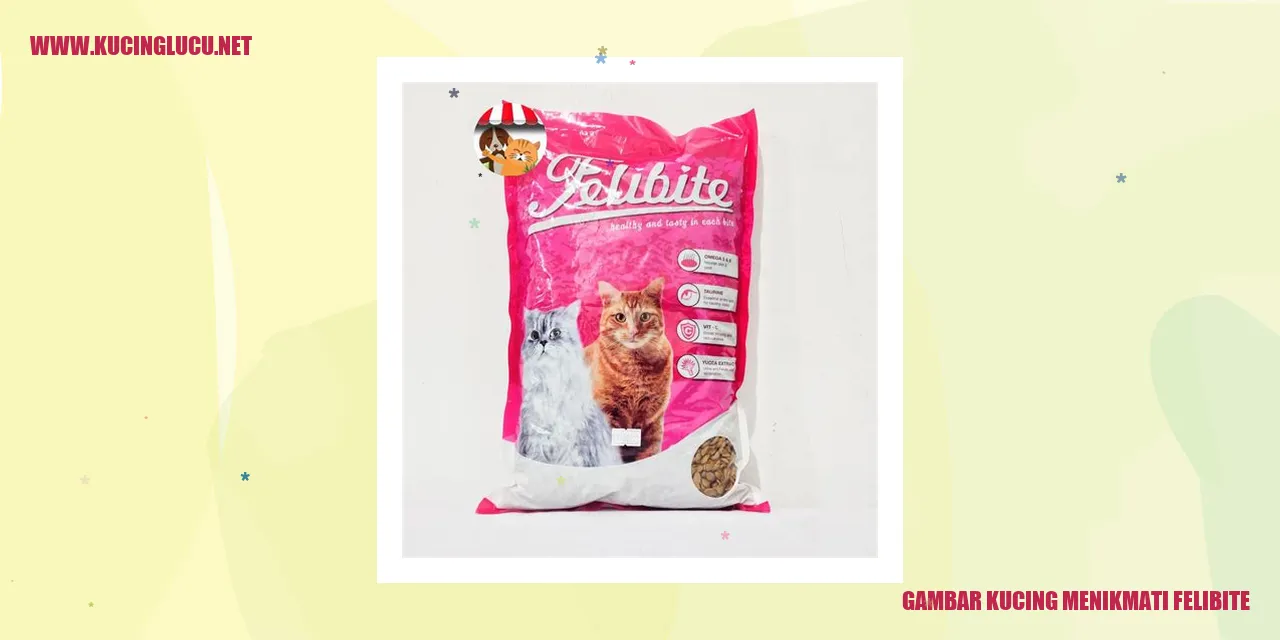 Gambar kucing sedang makan paknan Felibite