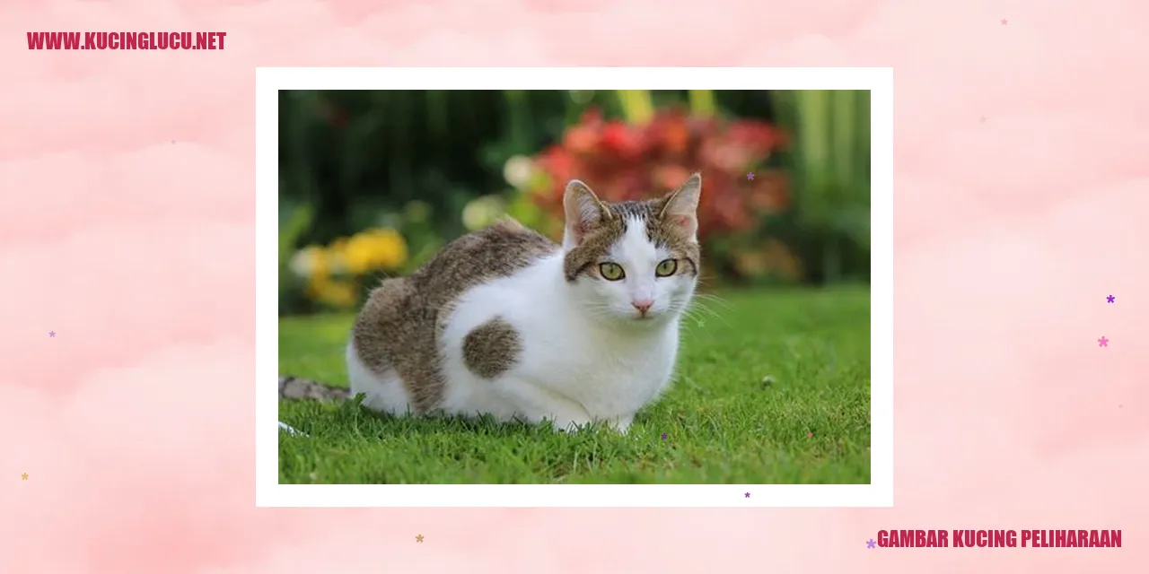 Foto Kucing sebagai Hewan Peliharaan