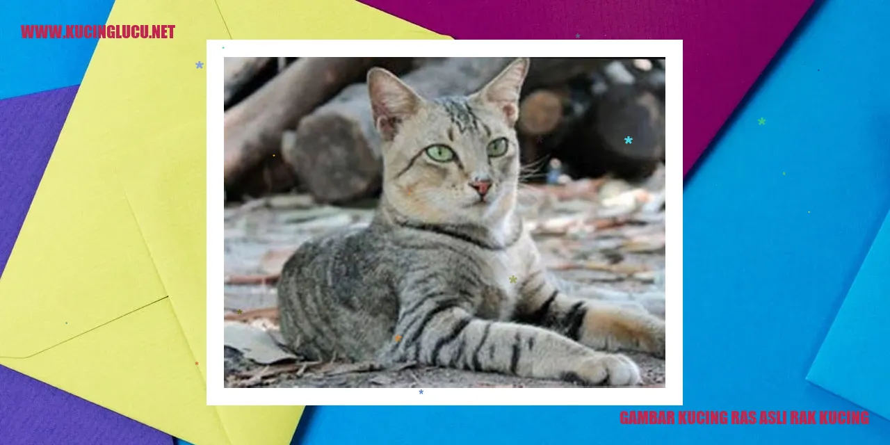 Foto Kucing Ras Asli Rak Kucing