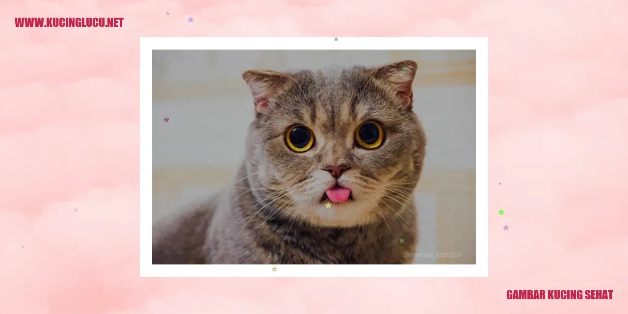 Gambar Kucing Sehat