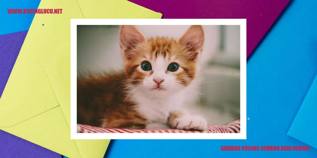 Gambar Kucing Sembuh dari Bersin