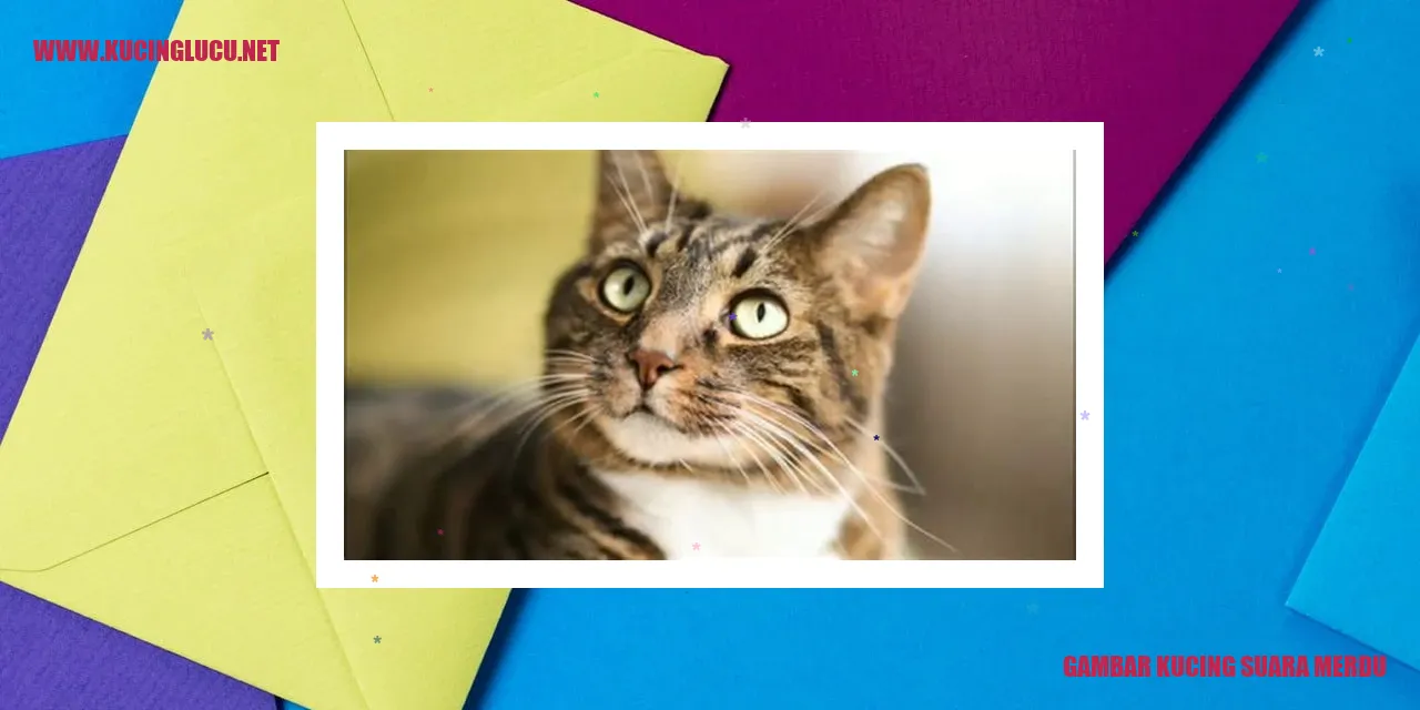 Gambar kucing sedang bermain