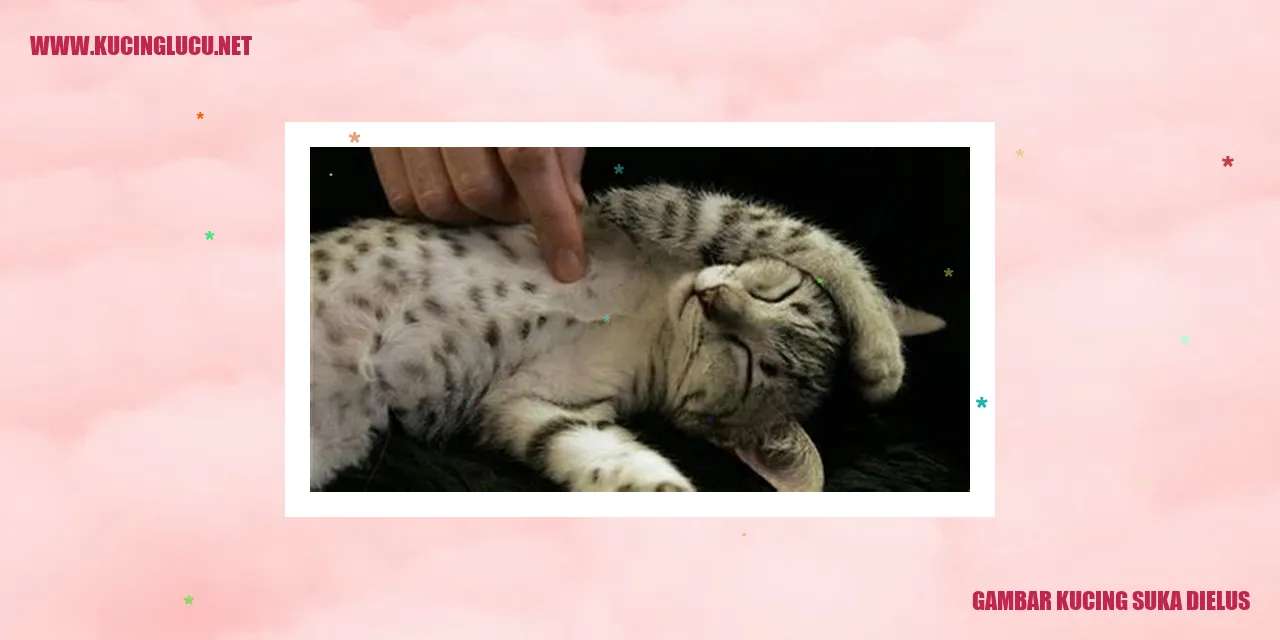 Kucing yang suka dielus