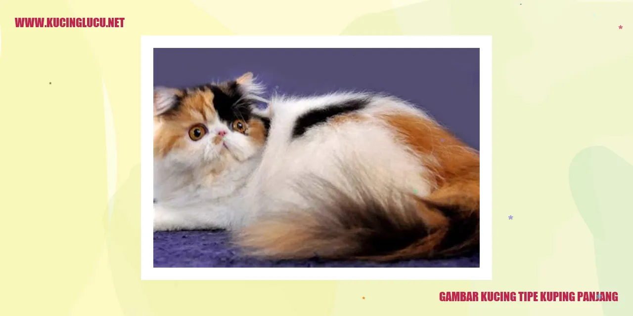Gambar Kucing Jenis Telinga Panjang