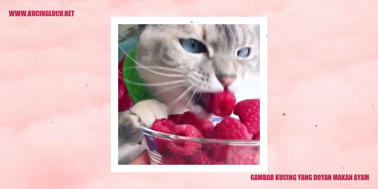 Gambar kucing