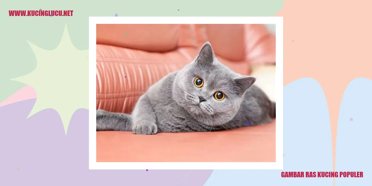 Gambar Ras Kucing