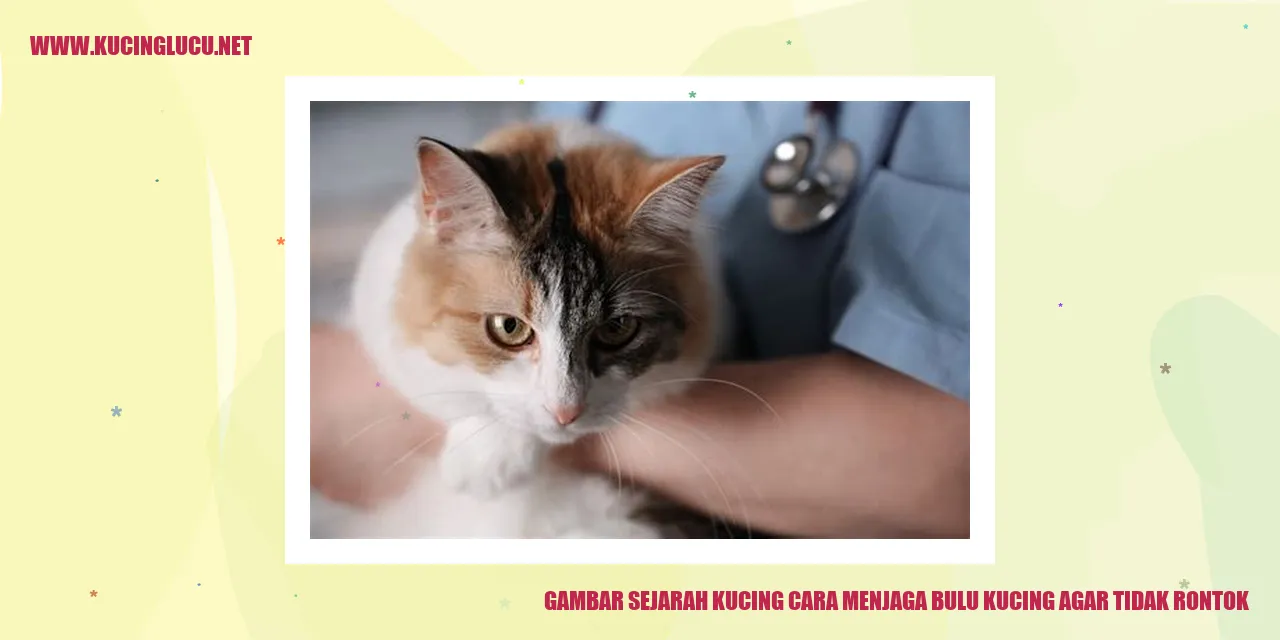 gambar kucing lucu