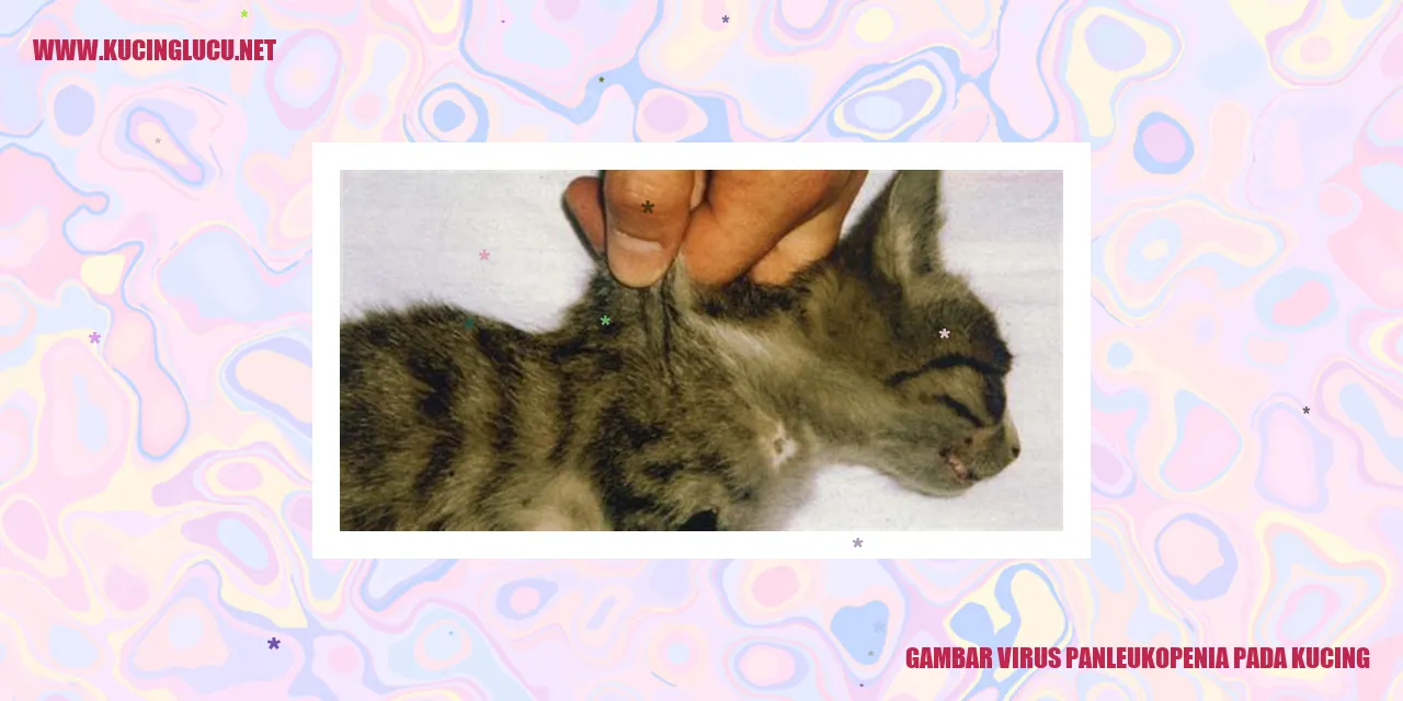 Gambar kucing sedang mendapatkan vaksin