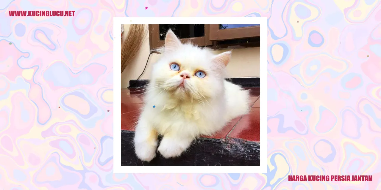 Kucing Persia Jantan