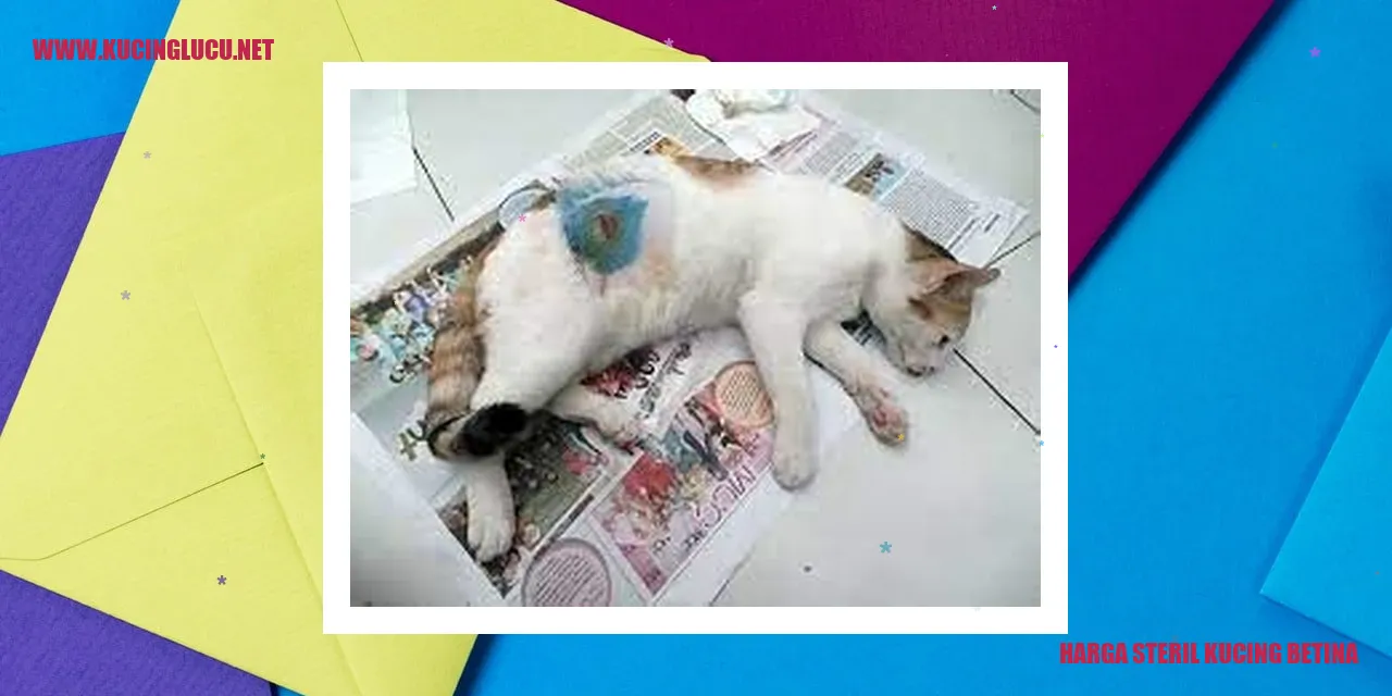 Harga Sterilisasi Kucing Betina