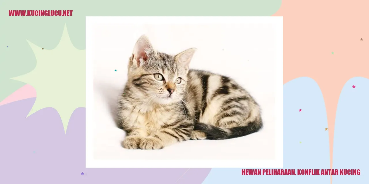 Gambar dua kucing berseteru