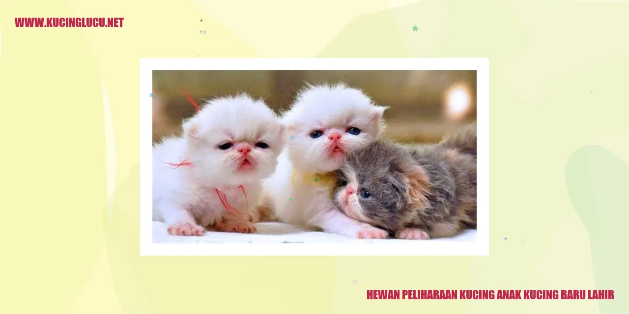 Hewan Peliharaan Kucing Anak Kucing Baru Lahir