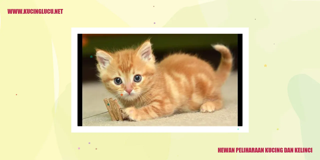 Kucing dan Kelinci sebagai Hewan Peliharaan