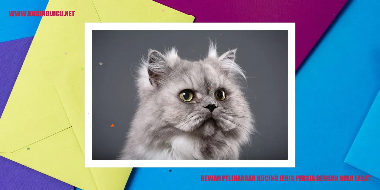 Kucing Persia Menggemaskan