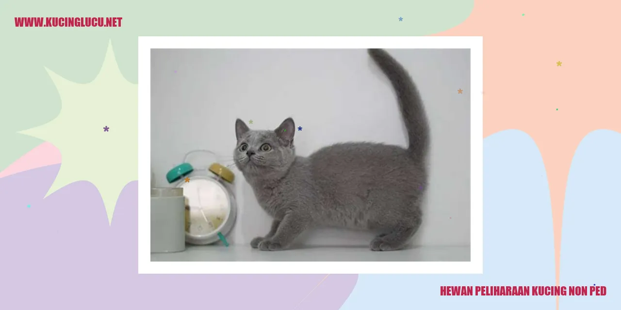Foto Kucing Menyenangkan