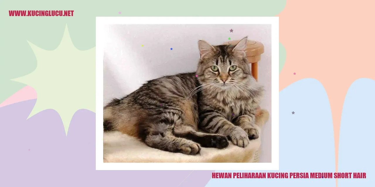 Kucing Persia Medium Short Hair