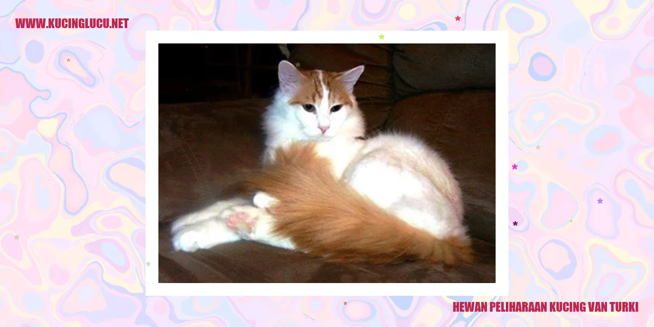 Foto Kucing