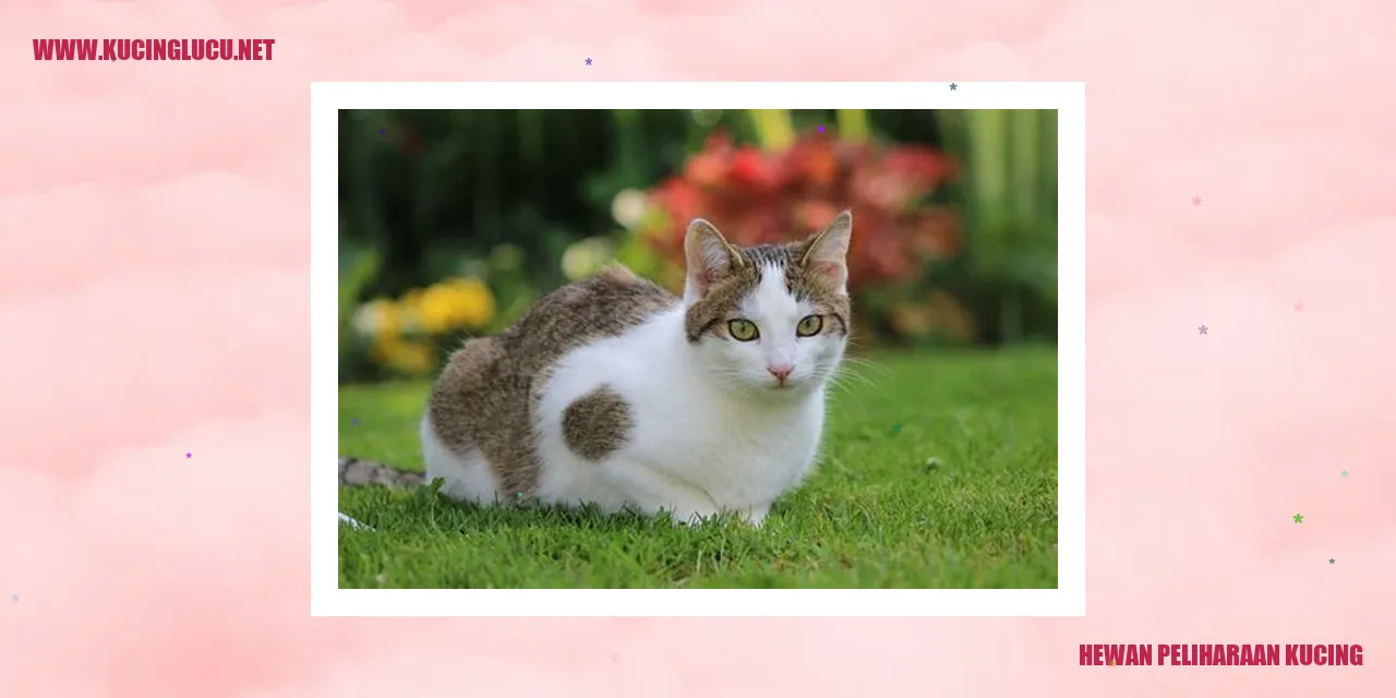 Hewan Peliharaan Kucing