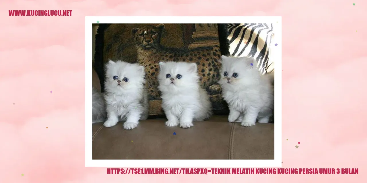 Kucing Persia