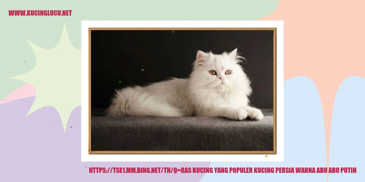 Kucing Persia Abu-abu Putih