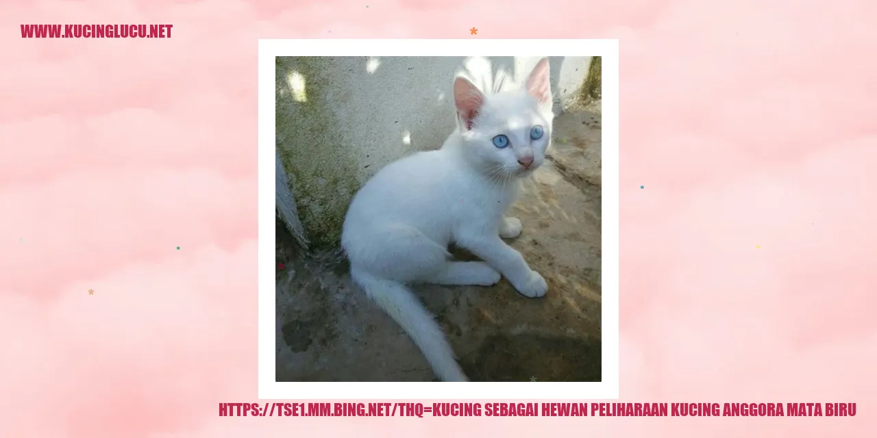 Kucing Anggora Mata Biru