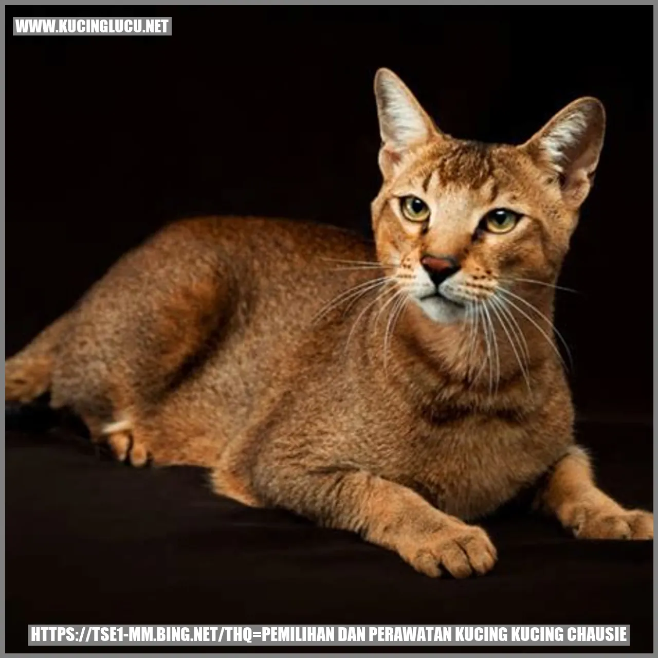 Chausie