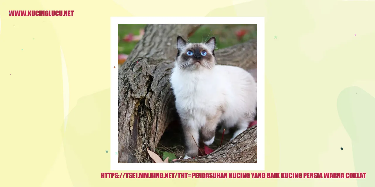 Kucing Persia Berwarna Coklat
