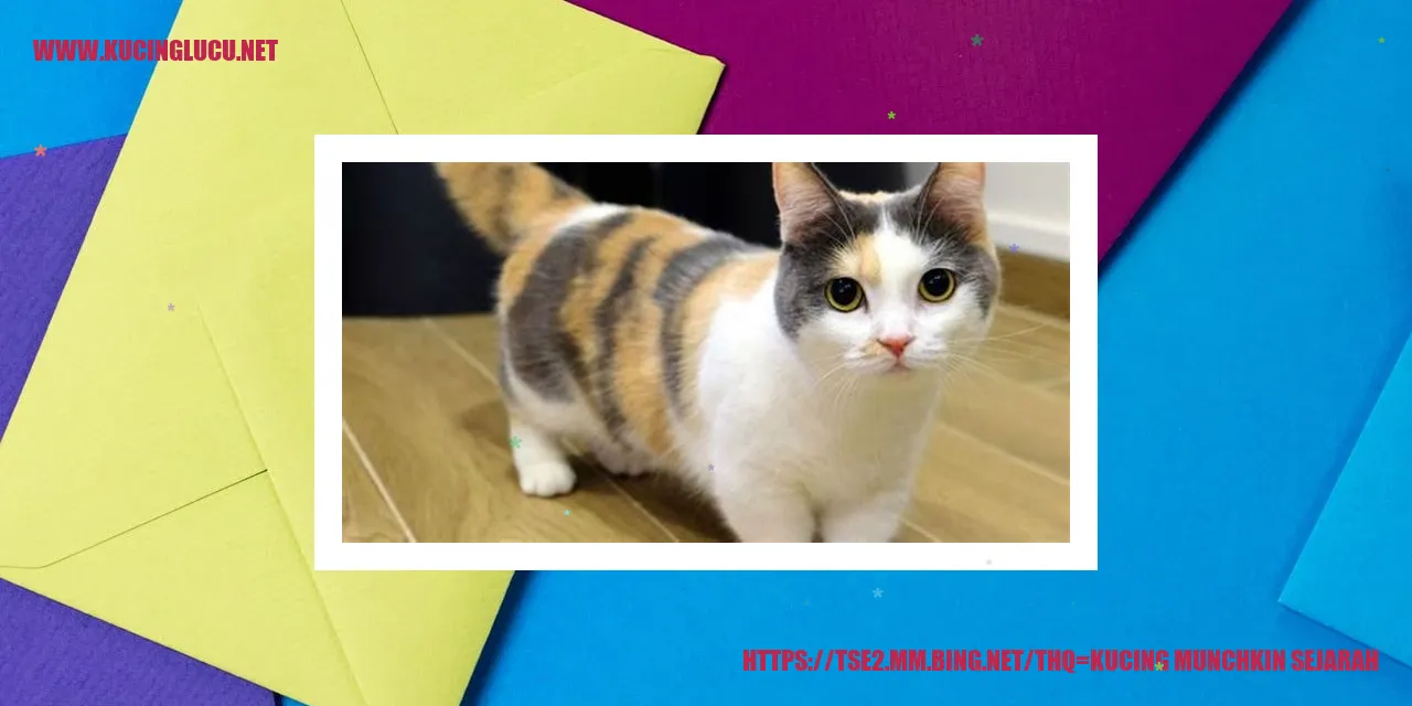 Gambar Kucing Munchkin Lucu