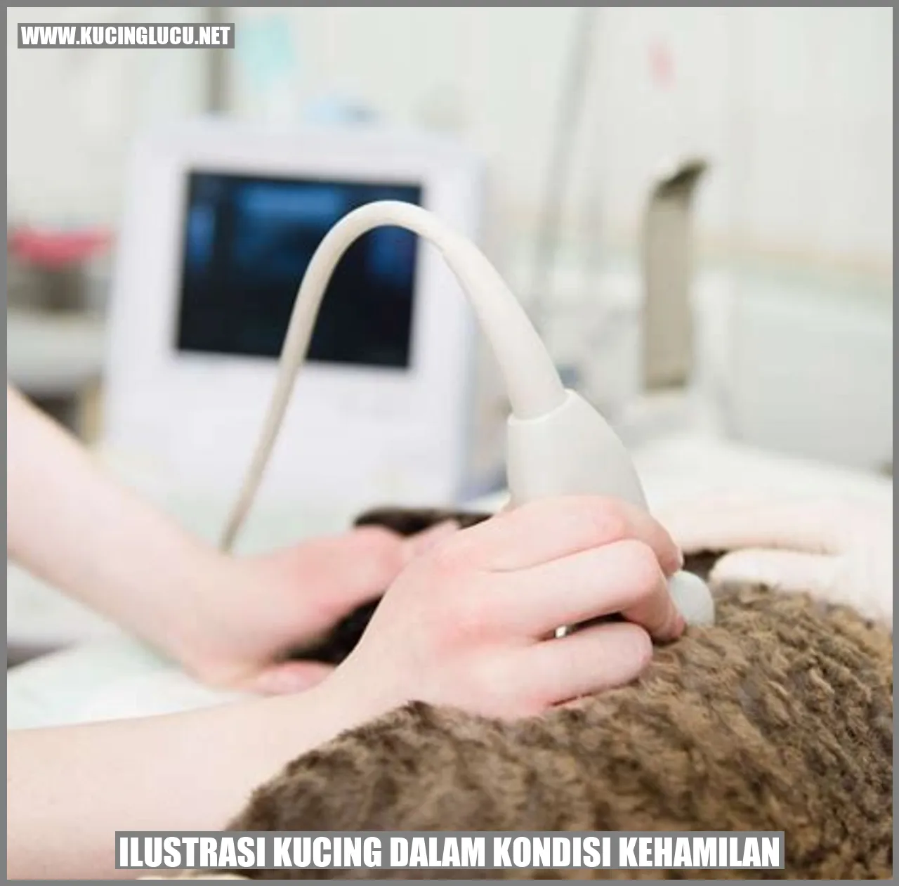 Kucing Hamil