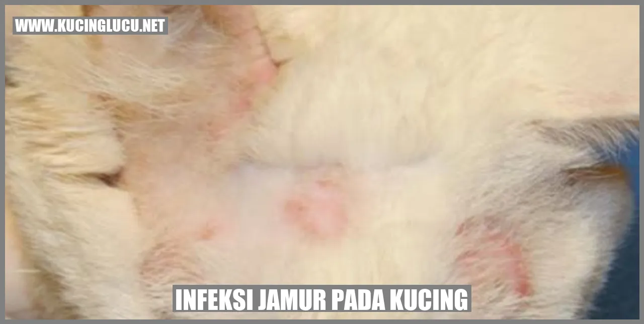 Infeksi Jamur Kucing