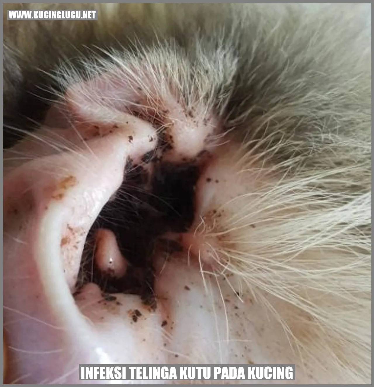 Gambar kucing terkena infeksi telinga kutu
